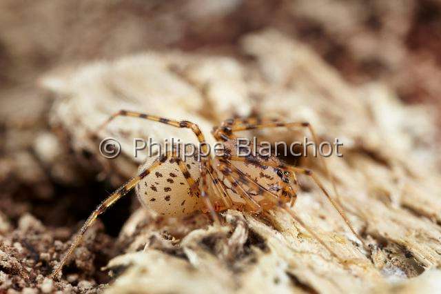 PBL_Araignees_2014_MG_7506.JPG - France, Paris (75), Araneae, Scytodidae, Araignée cracheuse (Scytodes thoracica), Spitting Spider